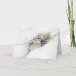 Cutest Baby Animals Baby Mute Swan Card