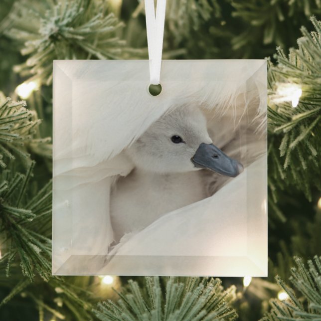 Cutest Baby Animals | Baby Mute Swan Glass Ornament (Insitu)