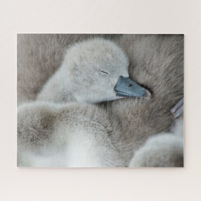 Cutest Baby Animals | Baby Mute Swan Jigsaw Puzzle (Horizontal)