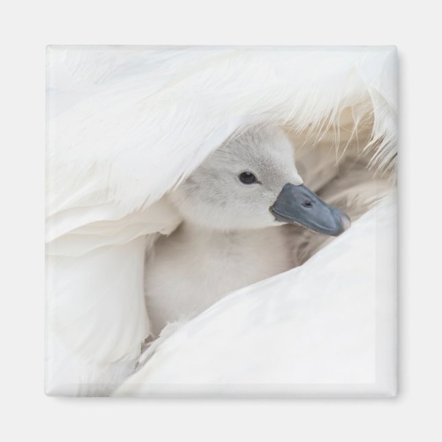 Cutest Baby Animals | Baby Mute Swan Magnet (Front)