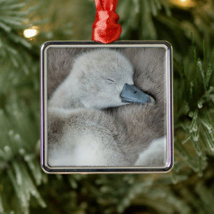 Cutest Baby Animals   Baby Mute Swan Metal Ornament