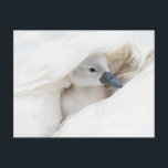 Cutest Baby Animals | Baby Mute Swan Postcard<br><div class="desc">This Getty Cutest Baby Animals photo features</div>