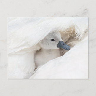 Cutest Baby Animals | Baby Mute Swan Postcard