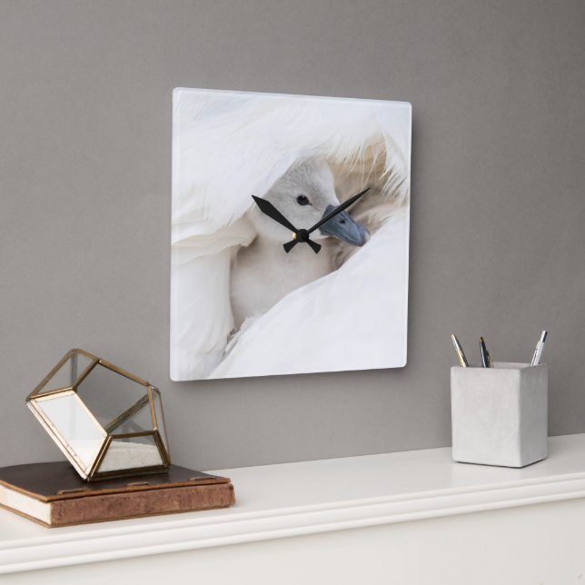 Cutest Baby Animals | Baby Mute Swan Square Wall Clock (Office)