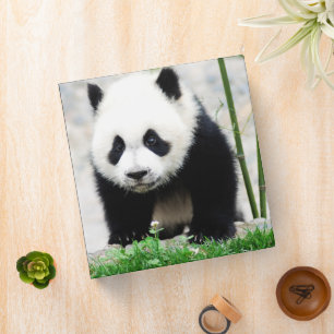 Cutest Baby Animals Baby Panda Bear Binder