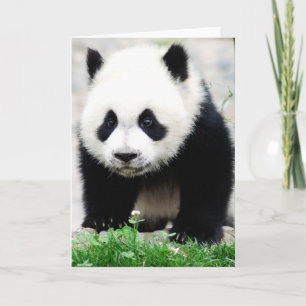 Cutest Baby Animals   Baby Panda Bear Card