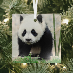 Cutest Baby Animals Baby Panda Bear Glass Ornament