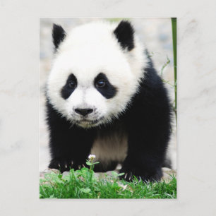 Cutest Baby Animals   Baby Panda Bear Postcard