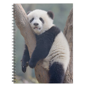 Cutest Baby Animals   Baby Panda Bear Sleeping Notebook