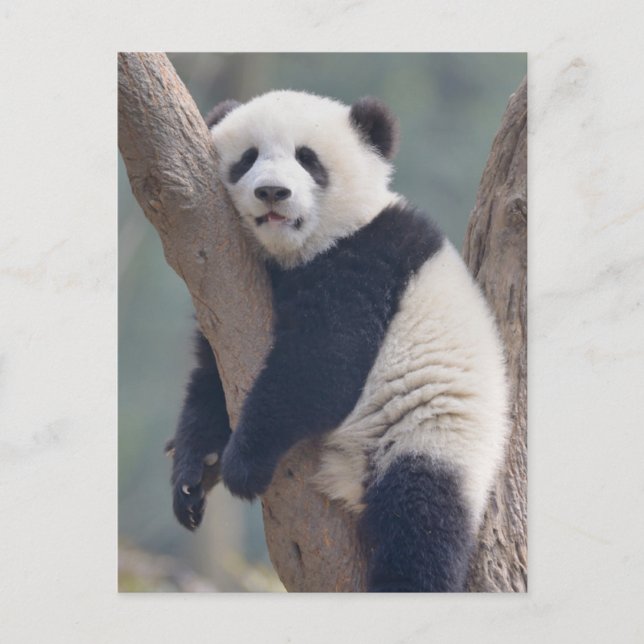 Cutest Baby Animals | Baby Panda Bear Sleeping Postcard (Front)