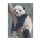 Cutest Baby Animals | Baby Panda Bear Sleeping