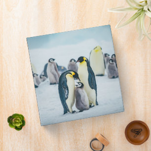Cutest Baby Animals   Baby Penguin Feeding Binder