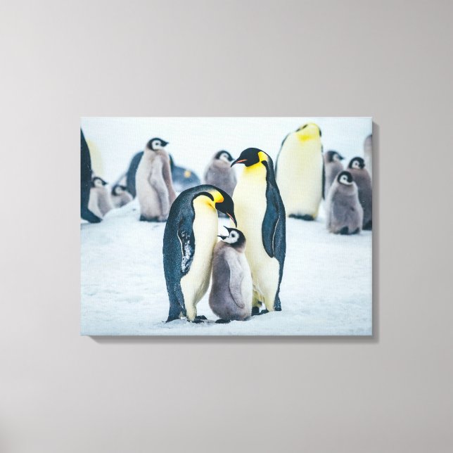 Cutest Baby Animals | Baby Penguin Feeding Canvas Print (Front)