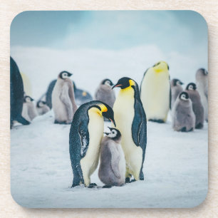 Cutest Baby Animals   Baby Penguin Feeding Coaster