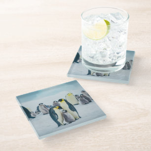Cutest Baby Animals   Baby Penguin Feeding Glass Coaster