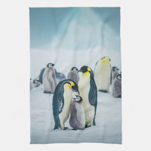 Cutest Baby Animals Baby Penguin Feeding Kitchen Towel