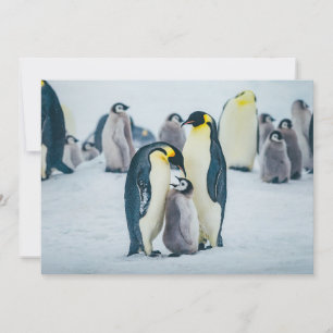 Cutest Baby Animals Baby Penguin Feeding Thank You Card
