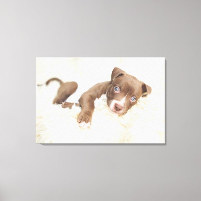 Cutest Baby Animals | Baby Pit Bull Puppy Canvas Print (Front)