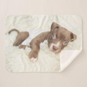 Cutest Baby Animals Baby Pit Bull Puppy Sherpa Blanket