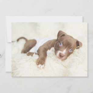 Cutest Baby Animals Baby Pit Bull Puppy Thank You Card