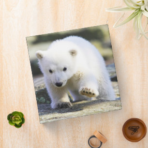 Cutest Baby Animals   Baby Polar Bear Binder