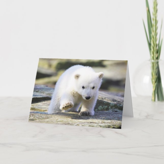 Cutest Baby Animals | Baby Polar Bear Cub Card (Front)