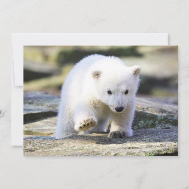 Cutest Baby Animals | Baby Polar Bear Cub Thank You Card (Front)