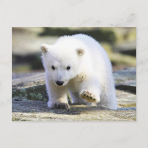 Cutest Baby Animals   Baby Polar Bear Postcard