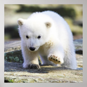 Cutest Baby Animals Baby Polar Bear Poster