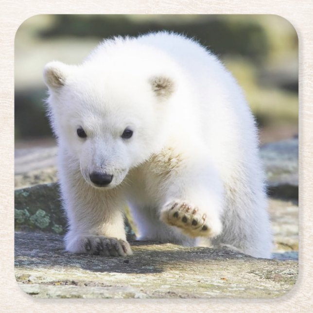 Cutest Baby Animals | Baby Polar Bear Square Paper Coaster (Front)