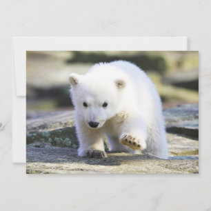 Cutest Baby Animals Baby Polar Bear Thank You Card