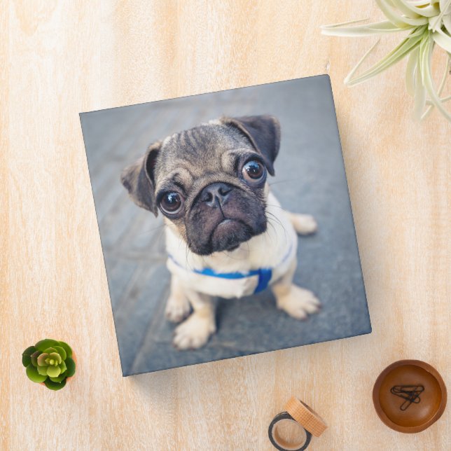 Cutest Baby Animals | Baby Pug Binder (In Situ)