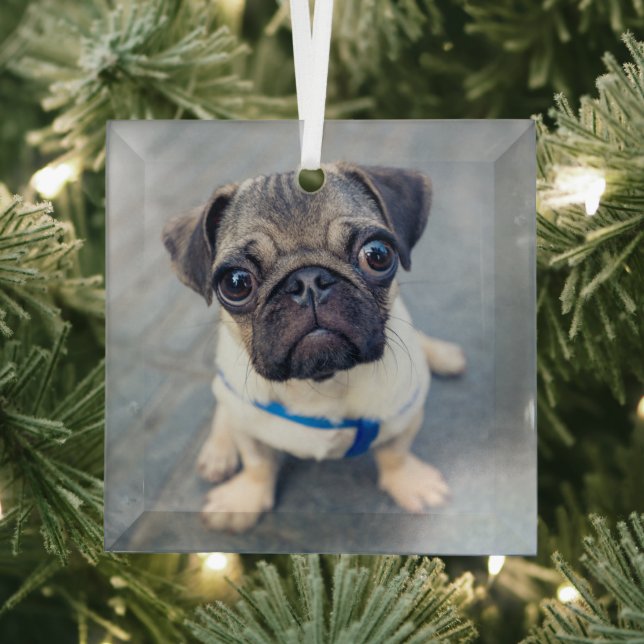 Cutest Baby Animals | Baby Pug Glass Ornament (Insitu)