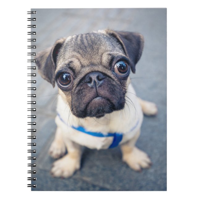 Cutest Baby Animals | Baby Pug Notebook (Front)
