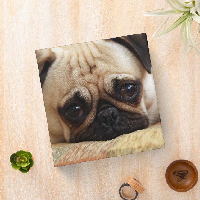 Cutest Baby Animals | Baby Pug Puppy Binder (In Situ)
