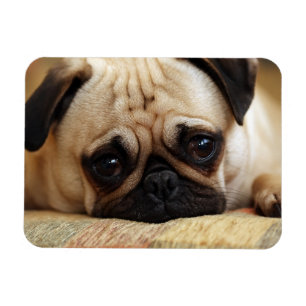Cutest Baby Animals Baby Pug Puppy Magnet