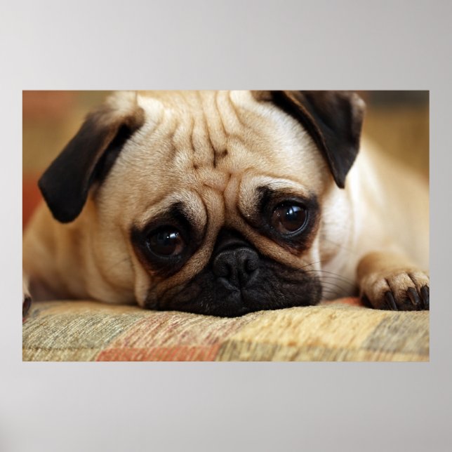 Cutest Baby Animals | Baby Pug Puppy Poster (Front)