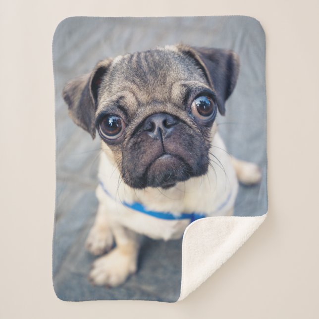 Cutest Baby Animals | Baby Pug Sherpa Blanket (Front)