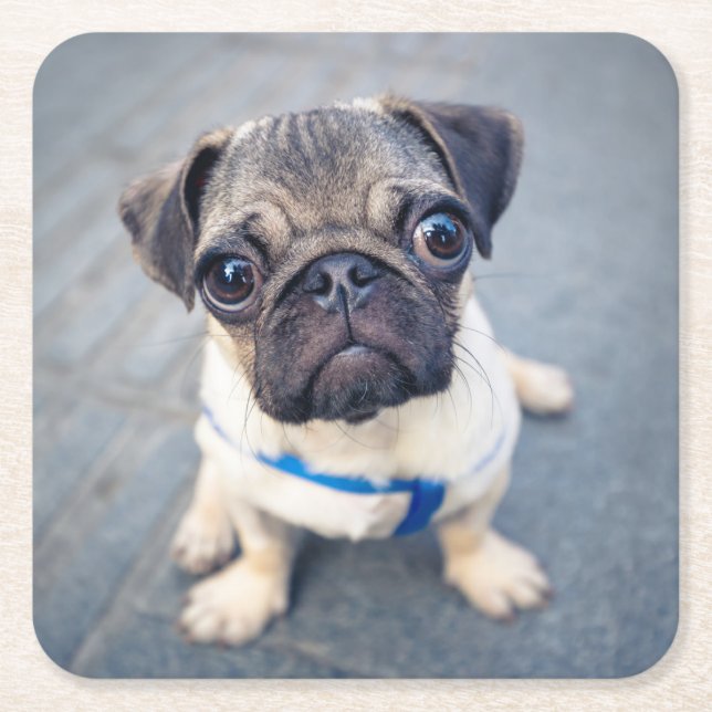 Cutest Baby Animals | Baby Pug Square Paper Coaster (Front)