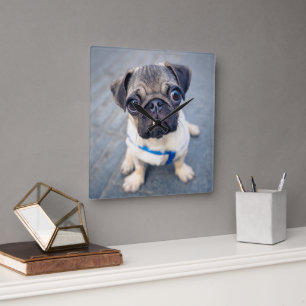 Cutest Baby Animals   Baby Pug Square Wall Clock