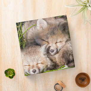 Cutest Baby Animals   Baby Red Fox Kits Sleeping Binder