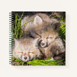 Cutest Baby Animals   Baby Red Fox Kits Sleeping Notebook