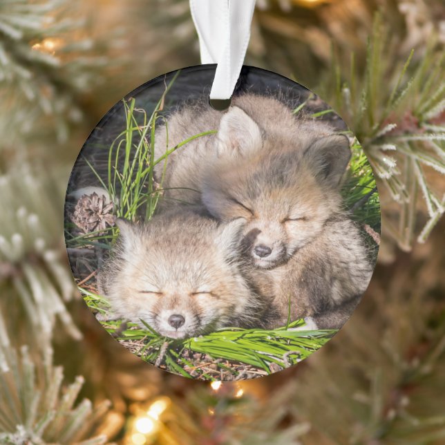 Cutest Baby Animals | Baby Red Fox Kits Sleeping Ornament (Tree)