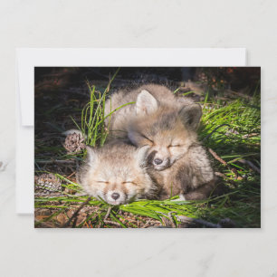 Cutest Baby Animals Baby Red Fox Kits Sleeping Thank You Card
