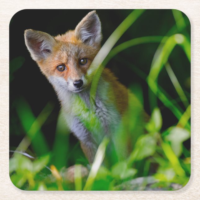 Cutest Baby Animals | Baby Red Fox Square Paper Coaster (Front)