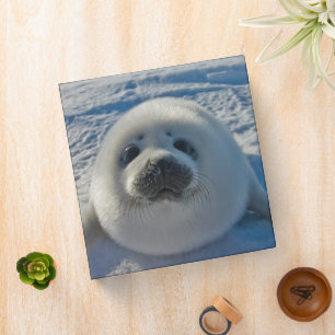 Cutest Baby Animals   Baby Seal Binder