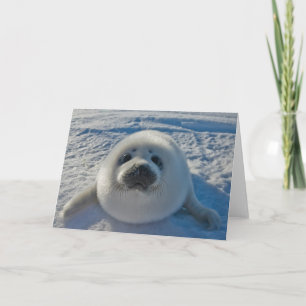 Cutest Baby Animals Baby Seal Card