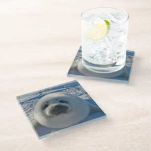 Cutest Baby Animals Baby Seal Glass Coaster