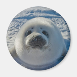 Cutest Baby Animals Baby Seal Magnet