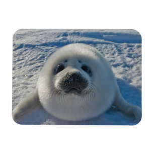 Cutest Baby Animals Baby Seal Magnet